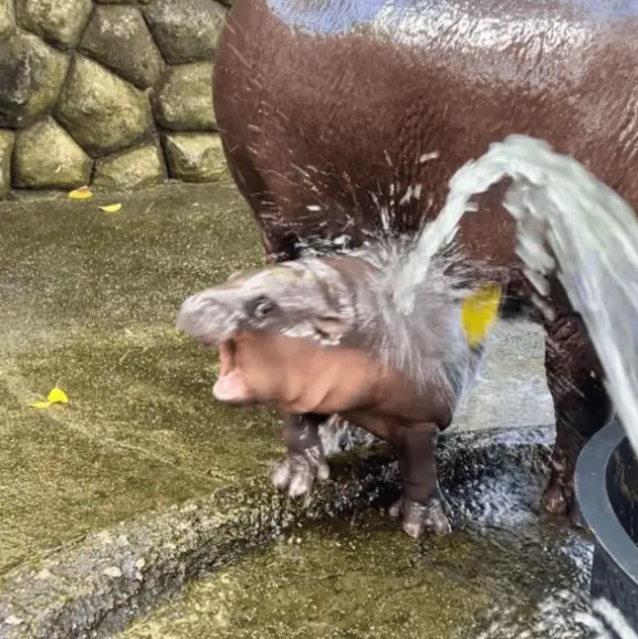 «Хрюшка» из тайского зоопарка Khao Kheow Open Zoo: как бегемотик Му-Денг стал настоящей звездой Интернета?