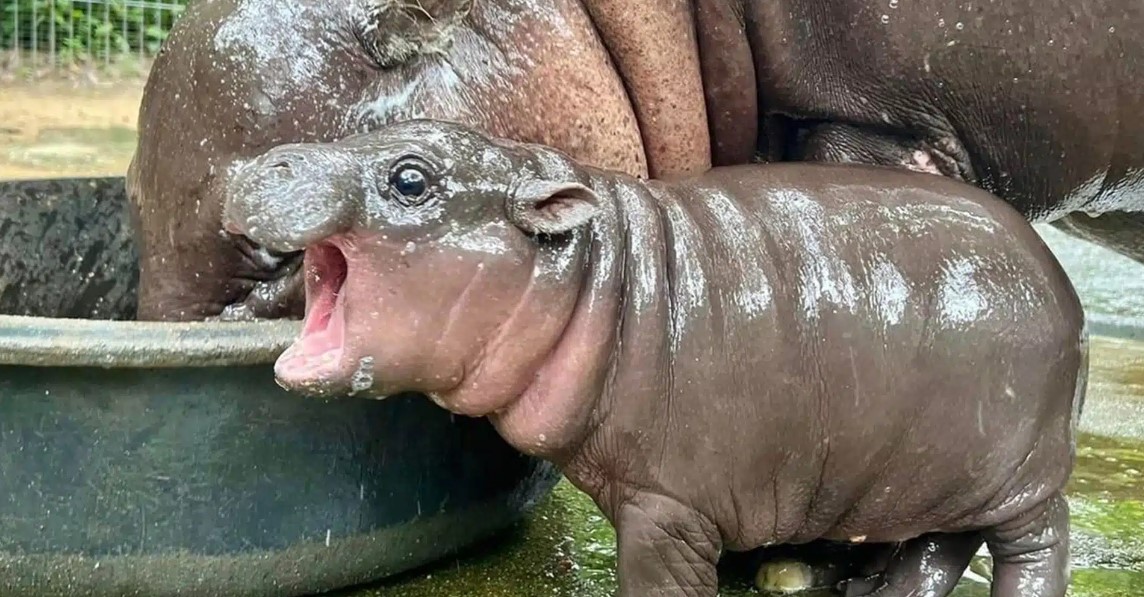 «Хрюшка» из тайского зоопарка Khao Kheow Open Zoo: как бегемотик Му-Денг стал настоящей звездой Интернета?