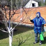 Почему деревья в саду лучше опрыскивать в феврале?