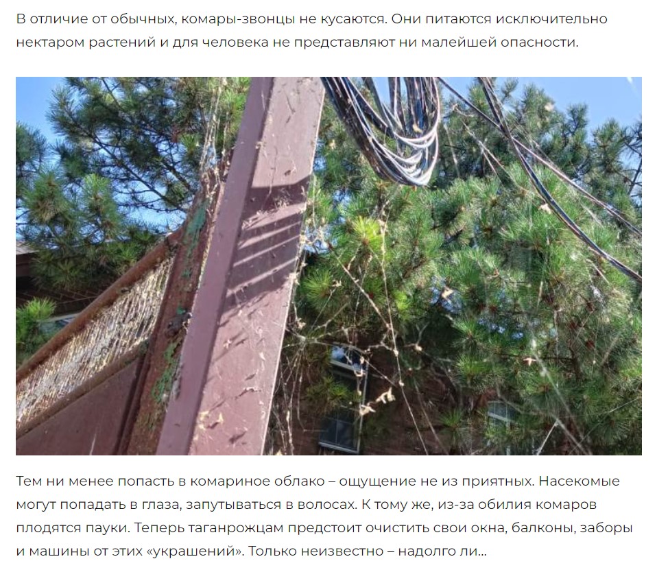 "Зеленые комары в Таганроге": правда или фейк?